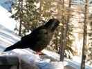 Ein Rabe im Skigebiet